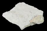 Cystoid (Holocystites) Fossil - Indiana #138844-3